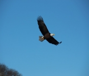 2014 03 02 RedWing 009